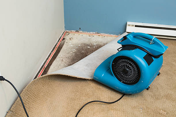 Best Water damage cleanup near me  in Sequim, WA